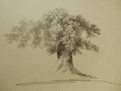 'From Little Acorns ....'