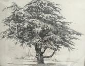 'Some Kind of Cyprus'